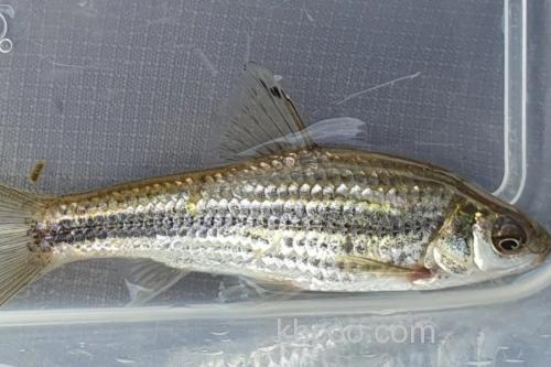 条纹似白鮈是什么鱼？_1