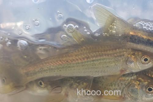 条纹似白鮈是什么鱼？_2