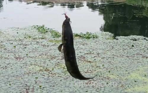 钓黑鱼_0