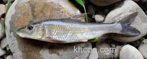 裸腹片唇鮈是什么鱼？_0