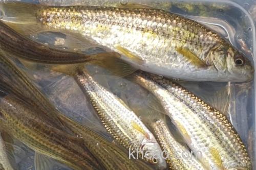 条纹似白鮈是什么鱼？_3