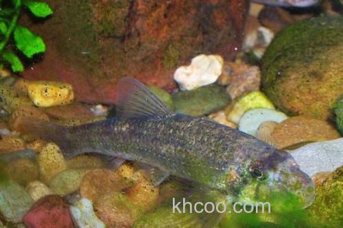 裸腹片唇鮈是什么鱼？_1