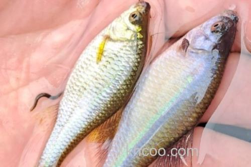 裸腹片唇鮈是什么鱼？_2