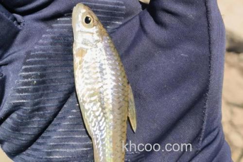 裸腹片唇鮈是什么鱼？_3