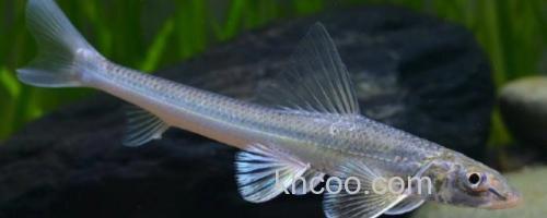 长蛇鮈是什么鱼？_0