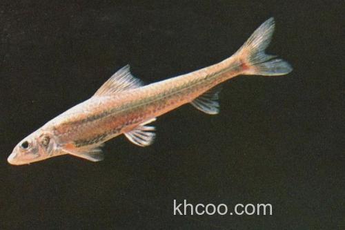 长蛇鮈是什么鱼？_1