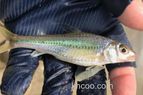 长蛇鮈是什么鱼？_2