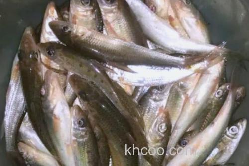 长蛇鮈是什么鱼？_3