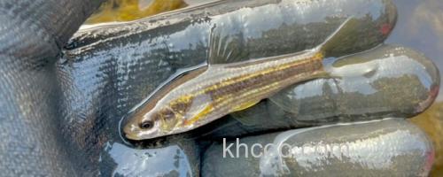 东北颌须鮈是什么鱼？_0