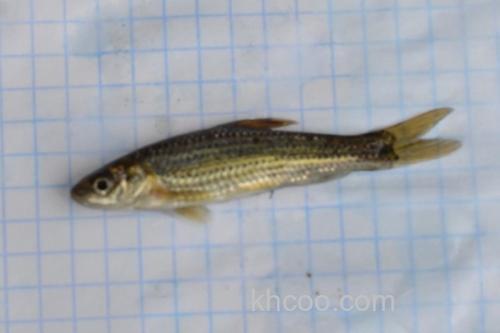 东北颌须鮈是什么鱼？_1