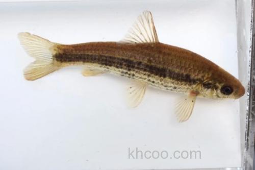 东北颌须鮈是什么鱼？_2