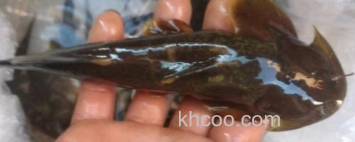 中华鮡是什么鱼？_0