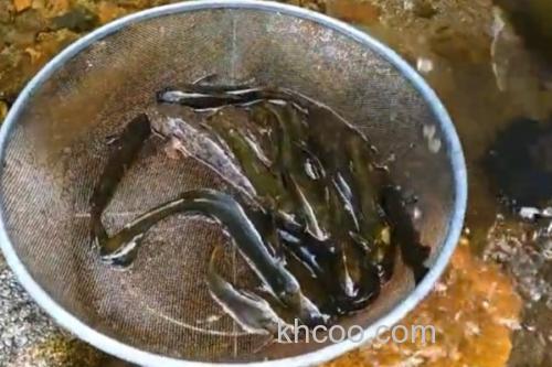 中华鮡是什么鱼？_1