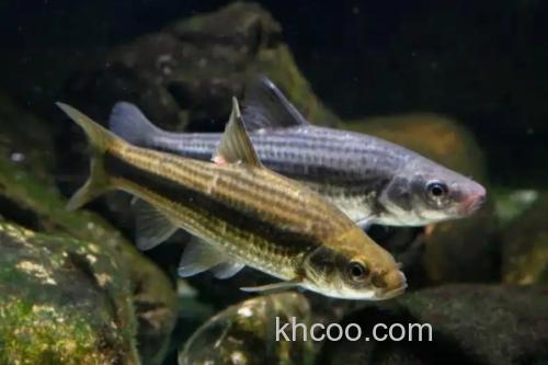 东北颌须鮈是什么鱼？_3