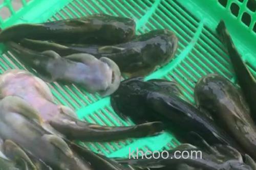 中华鮡是什么鱼？_3