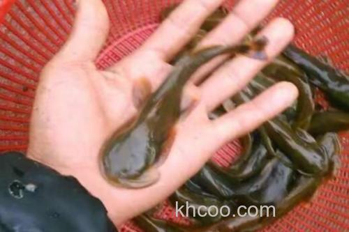 中华鮡是什么鱼？_2