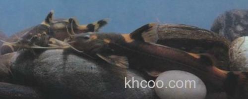 四斑纹胸鮡是什么鱼？_0