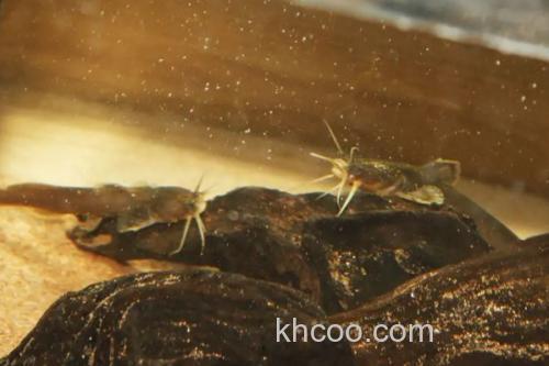 四斑纹胸鮡是什么鱼？_1