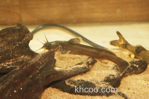 四斑纹胸鮡是什么鱼？_2