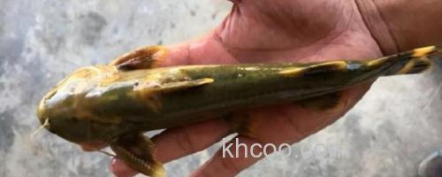 小鳍异鮡是什么鱼？_0