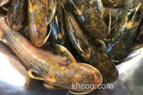 四斑纹胸鮡是什么鱼？_3