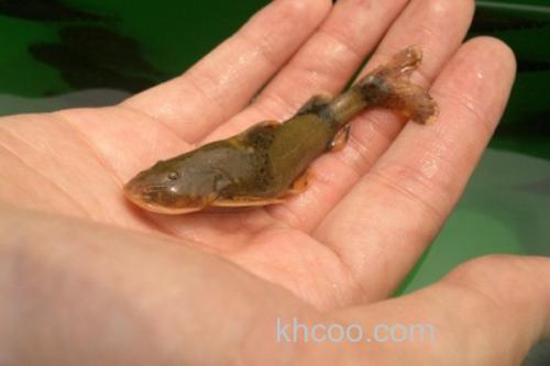 小鳍异鮡是什么鱼？_1