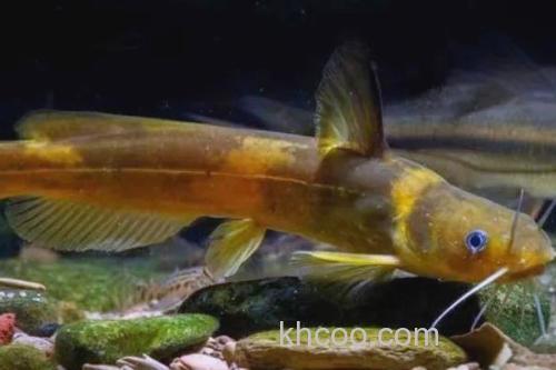 小鳍异鮡是什么鱼？_2