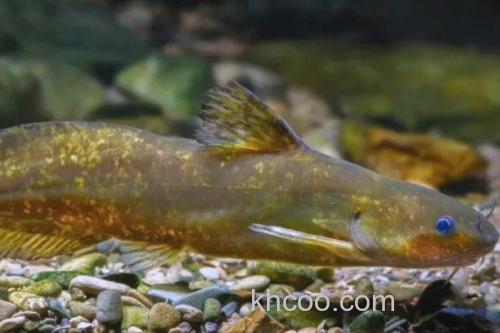 小鳍异鮡是什么鱼？_3