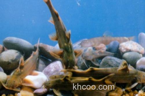 扎那纹胸鮡是什么鱼？_1