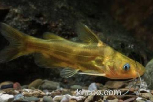 扎那纹胸鮡是什么鱼？_2