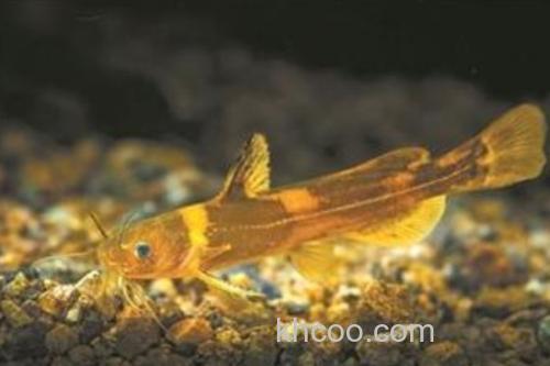 扎那纹胸鮡是什么鱼？_3