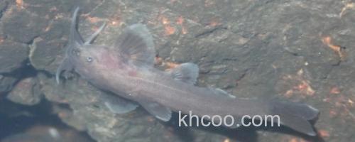 扁头鮡是什么鱼？_0