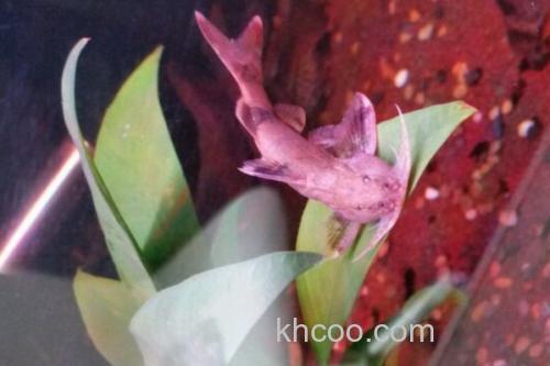 扁头鮡是什么鱼？_1