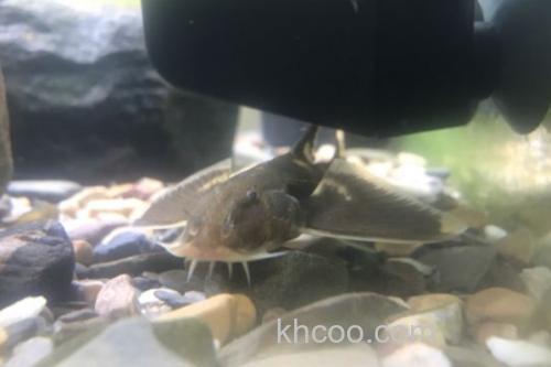 扁头鮡是什么鱼？_2