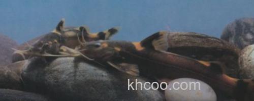 扁体褶鮡是什么鱼？_0