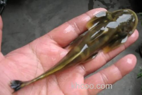 扁体褶鮡是什么鱼？_2