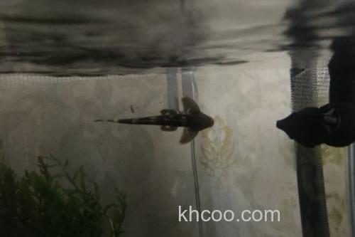 扁头鮡是什么鱼？_3