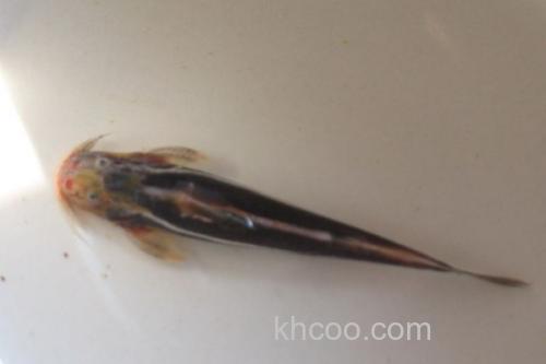 扁体褶鮡是什么鱼？_1