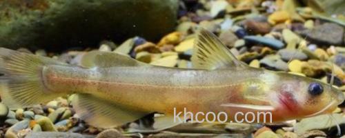 短身拟鰋是什么鱼？_0