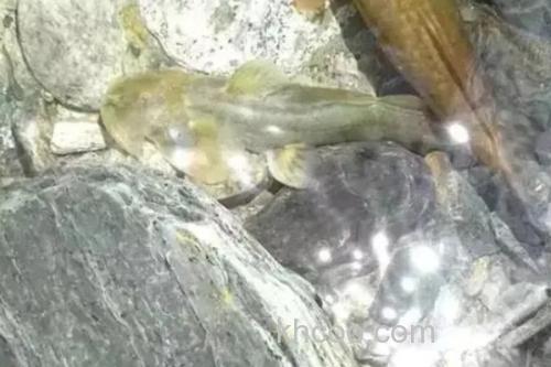 扁体褶鮡是什么鱼？_3