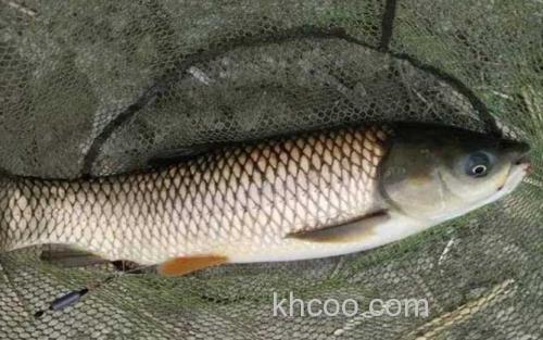 草鱼_1