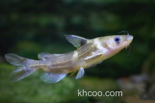 短身拟鰋是什么鱼？_2