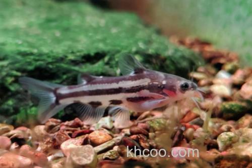 短身拟鰋是什么鱼？_1