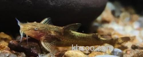 细尾异齿鰋是什么鱼？_0