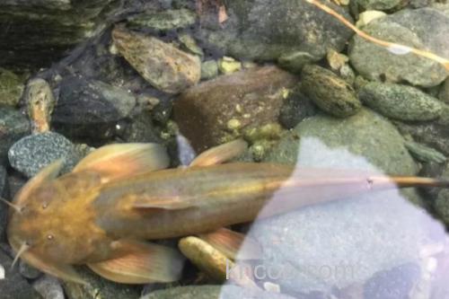 细尾异齿鰋是什么鱼？_1