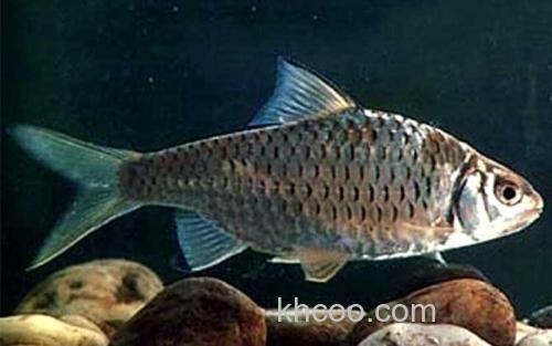多鳞倒刺鲃_4