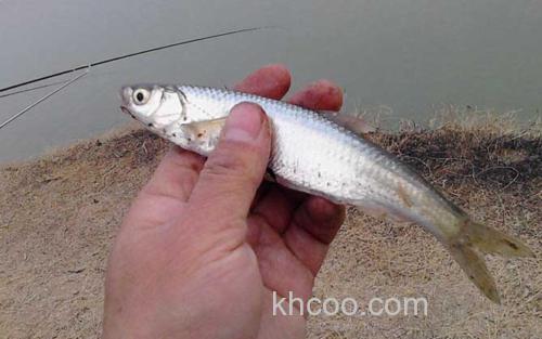 白条鱼_4