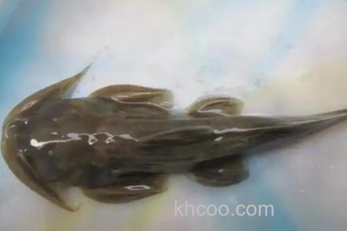 细尾异齿鰋是什么鱼？_3