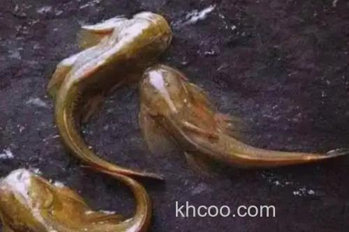 细尾异齿鰋是什么鱼？_2