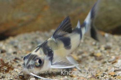 长丝黑鮡是什么鱼？_1